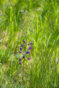 Divizna brunátná (Verbascum phoeniceum L.)