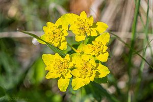 Pryšec mnohobarvý (Euphorbia epithymoides)