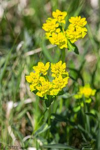 Pryšec mnohobarvý (Euphorbia epithymoides)