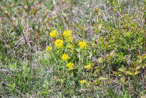 Pryšec mnohobarvý (Euphorbia epithymoides)