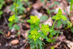 Pryšec hranatý (Euphorbia angulata)