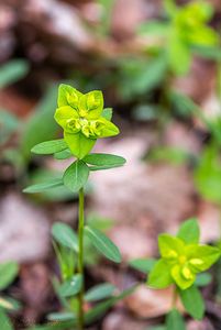 Pryšec hranatý (Euphorbia angulata)