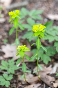 Pryšec hranatý (Euphorbia angulata)