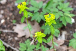 Pryšec hranatý (Euphorbia angulata)