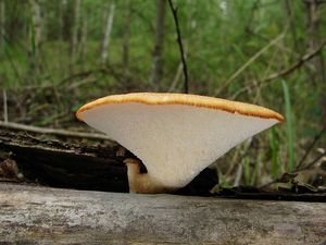 Choroš hlízovitý - Polyporus tuberaster Fr.