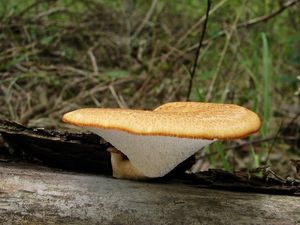 Choroš hlízovitý - Polyporus tuberaster Fr.