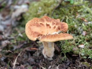 Choroš hlízovitý - Polyporus tuberaster Fr.