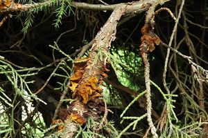 Rez hrušňová - Gymnosporangium sabinae (Dicks.) G. Winter 1884