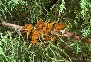 Rez hrušňová - Gymnosporangium sabinae (Dicks.) G. Winter 1884