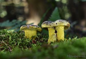 Nedohub zelený - Hypomyces viridis (Alb. & Schwein.) P. Karst.