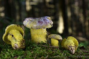 Nedohub zelený - Hypomyces viridis (Alb. & Schwein.) P. Karst.