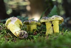 Nedohub zelený - Hypomyces viridis (Alb. & Schwein.) P. Karst.