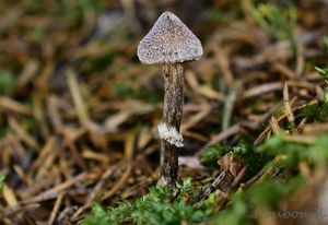 Pavučinec pelargoniový - Cortinarius flexipes (Pers.) Fr. 1838