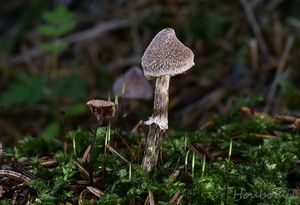 Pavučinec pelargoniový - Cortinarius flexipes (Pers.) Fr. 1838