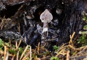 Pavučinec pelargoniový - Cortinarius flexipes (Pers.) Fr. 1838