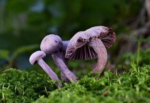 Lakovka ametystová - Laccaria amethystina Cooke 1884