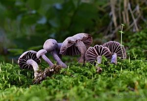 Lakovka ametystová - Laccaria amethystina Cooke 1884