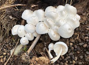 Bedla křídová - Leucocoprinus cretaceus (Bull.) Locq.