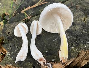 Bedla křídová - Leucocoprinus cretaceus (Bull.) Locq.