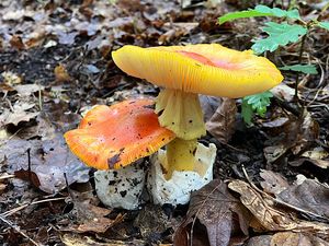 Muchomůrka císařka - Amanita caesarea  (Scop.) Pers. 1801