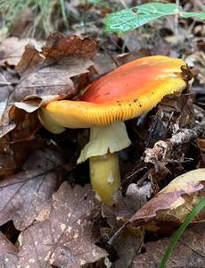 Muchomůrka císařka - Amanita caesarea  (Scop.) Pers. 1801