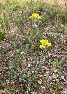 Smil písečný (Helichrysum arenarium (L.) Moench.)