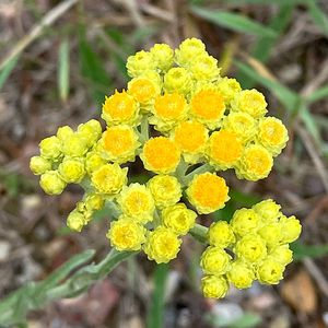 Smil písečný (Helichrysum arenarium (L.) Moench.)