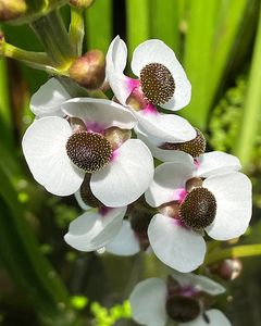 Šípatka střelolistá (Sagittaria sagittifolia L.)