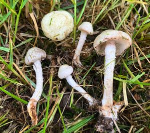 Límcovka nazelenalá - Stropharia pseudocyanea (Desm.) Morgan