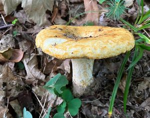 Ryzec ďubkovaný - Lactarius scrobiculatus (Scop.) Fr. 1838