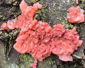 Kráterokrčka třešňová - Craterocolla cerasi (Schumach.) Sacc. 1888