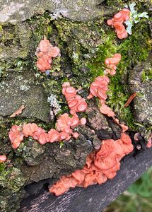 Kráterokrčka třešňová - Craterocolla cerasi (Schumach.) Sacc. 1888