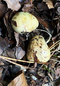 Kořenovec obecný - Rhizopogon vulgaris