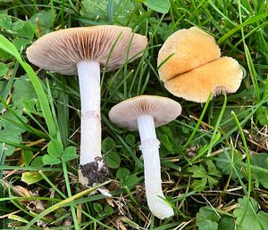 Límcovka věnčená - Stropharia coronilla