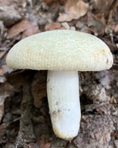 Holubinka nazelenalá - Russula virescens (Schaeff.) Fr. 1836