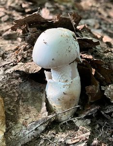 Muchomůrka pošvatá bílá - Amanita vaginata var. alba Gillet