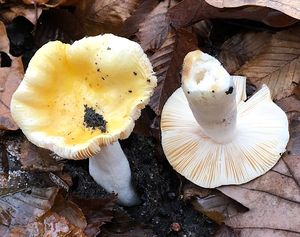 Holubinka měnlivá - Russula risigallina (Batch) Sacc. 1915