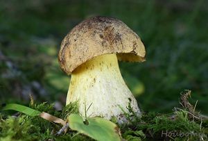 Hřib horský - Boletus subappendiculatus Dermek, Lazebníček