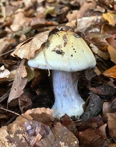 Pavučinec mirabelkový - Cortinarius amoenolens Rob.Henry ex P.D.Orton