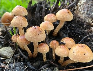 Šupinovka spáleništní - Pholiota highlandensis