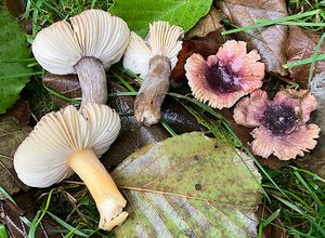 Holubinka olšinná - Russula alnetorum Romagn. 1956