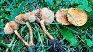 Šupinovka mastná - Pholiota lucifera (Lasch) Quél.