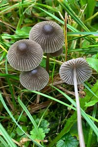 Helmovka šedolupenná - Mycena aetites (Fr.) Quél. 1872