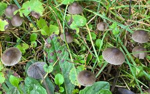 Helmovka šedolupenná - Mycena aetites (Fr.) Quél. 1872