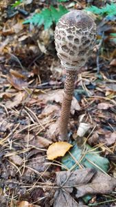 Bedla vysoká - Macrolepiota procera (Scop.) Singer 1948