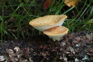 Choroš hlízovitý - Polyporus tuberaster Fr.