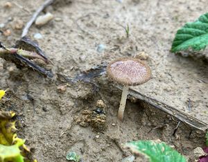 Křehutka orobincová - Psathyrella typhae (Kalchbr.) A. Pearson & Dennis 1948