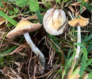 Límcovka nazelenalá - Stropharia pseudocyanea (Desm.) Morgan