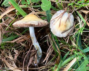 Límcovka nazelenalá - Stropharia pseudocyanea (Desm.) Morgan