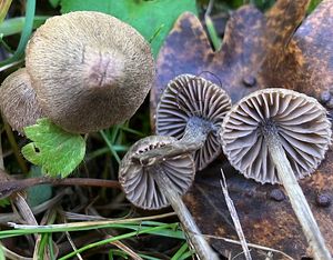 Závojenka plstnatá - Entoloma araneosum (Quél.) M. M. Moser